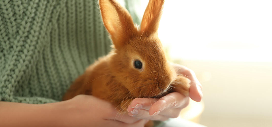 うさぎの飼育費用の目安は？費用に差が出るポイントも解説