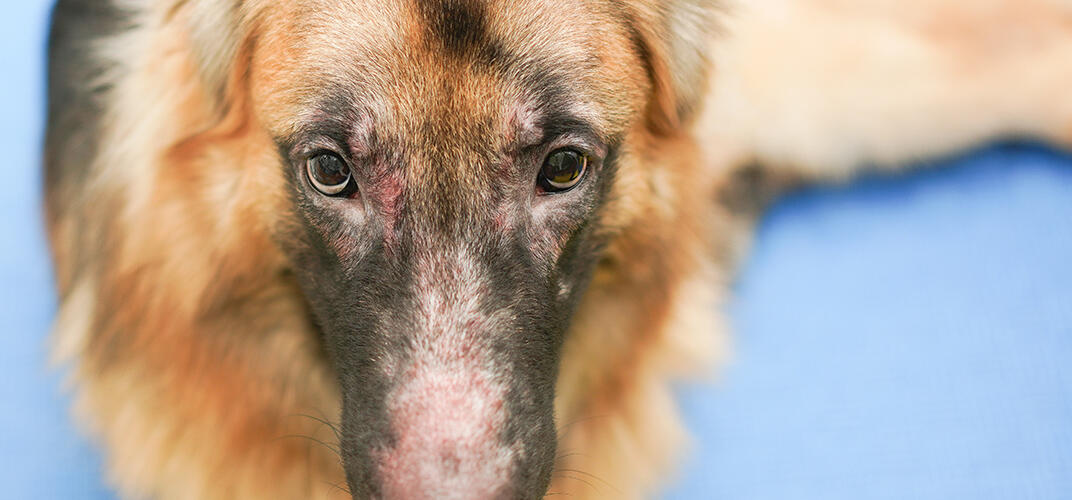 犬の皮膚病の症状とは？おもな種類や原因、治療方法まで解説